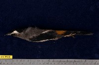 藏品(白耳畫眉)的圖片